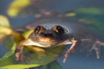 El Rincon frog