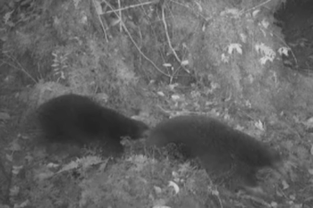Banner image of Attenborough’s long-beaked echidna, courtesy of Morib et al., 2025.