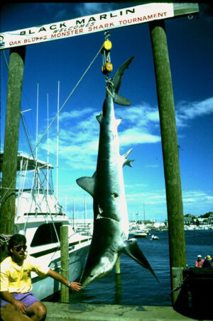 A photograph from a shark tournament on Martha's Vineyard, a Massachusetts island, taken in the 1990s or early 2000s. Image courtesy of Greg Skomal.