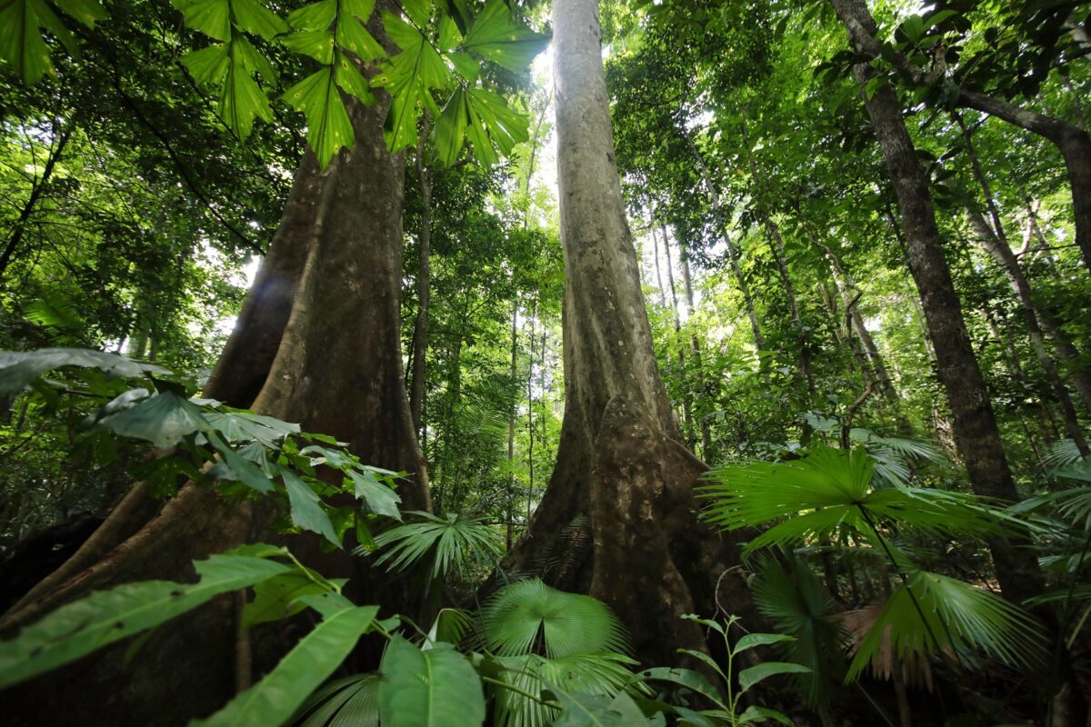 Indonesian rainforest. Photo by Rhett Ayers Butler.