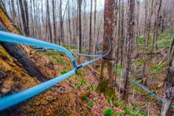 Modern maple (Acer spp.) sap extraction system in eastern North America with a stewarded wild population of ramps (Allium tricoccum) on the forest floor. Based on Indigenous approaches, in these modern systems tree sap is boiled down to produce maple syrup, sugar and other edible products, and the above- and below-ground portion of ramps are sold commercially and consumed as food. In these systems, additional tree species can be tapped for sap, tree fruits and nuts can be harvested, and dozens of edible, medicinal and handicraft herbs and shrubs can be integrated into the system through intentional cultivation or by stewarding existing wild populations.