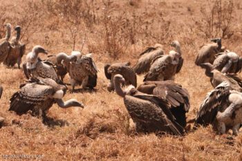Vultures feeding on carrion. Image by Rhett A. Butler/Mongabay.