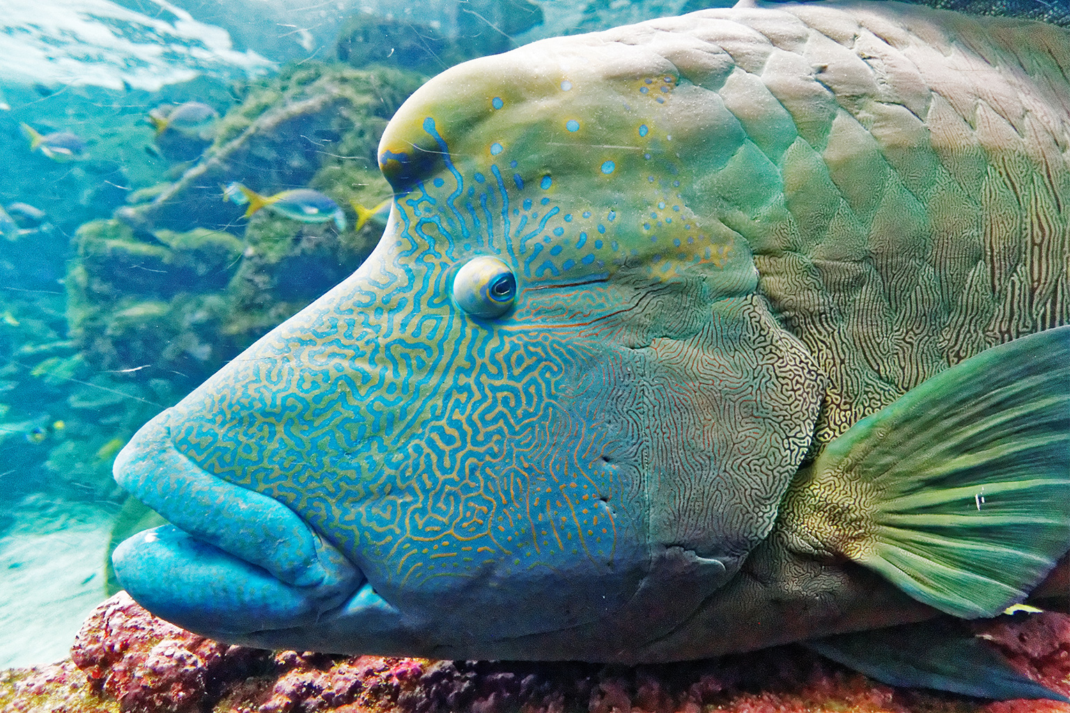 Every humphead wrasse has unique facial markings with distinctive black lines around the eyes and squiggly patterns on the face.