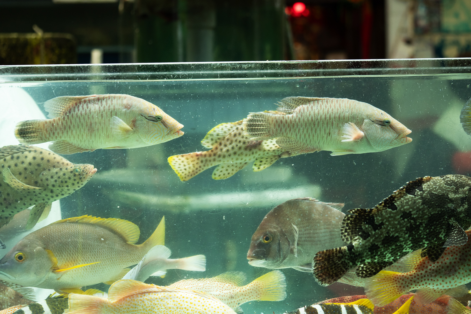 Young adults and juvenile humphead wrasses are kept in tanks in Chinese restaurants across Hong Kong and mainland China, where the meat is a high-end delicacy.