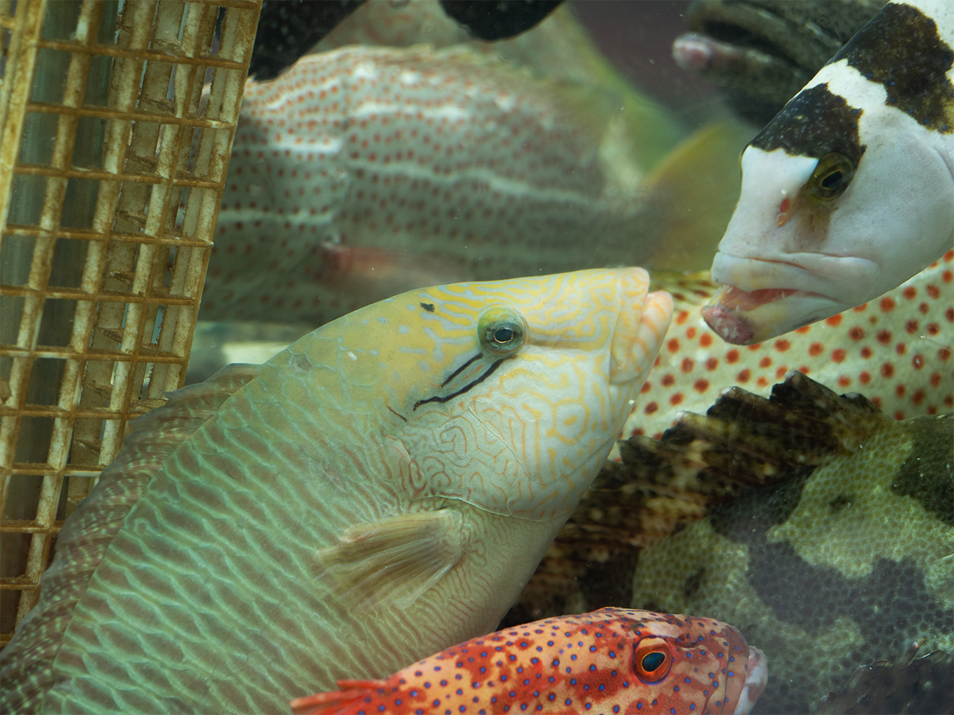 Despite being listed on CITES Appendix II, the fish is often illegally traded in Hong Kong's restaurants.