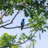bird Colombia