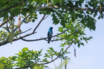 bird Colombia