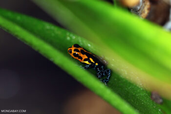 A mimic poison frog (Ranitomeya imitator).