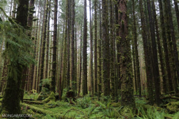 Hoh rainforest. Image by Rhett A. Butler/Mongabay.