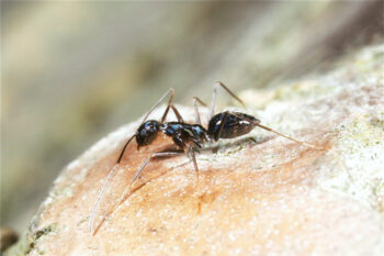 Banner image of a longhorn crazy ant by Ajay Narendra via Wikimedia Commons (CC BY-SA 3.0).