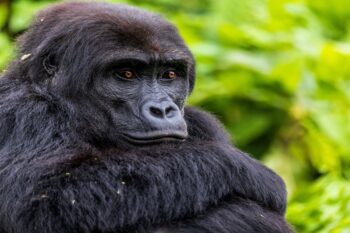 Ndijingala, an eastern lowland gorilla, at the GRACE sanctuary before being reintroduced to the wild.