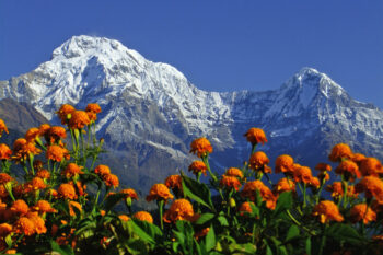 Marigolds at a trekking route in Annapurna Conservation Area.