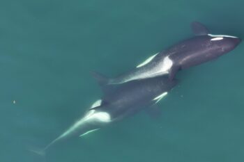 wo whales allokelping, with a small length of kelp stem visible between them. Center for Whale Research, NMFS NOAA Permit 27038