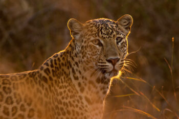 A leopard in Panna National Park, India.