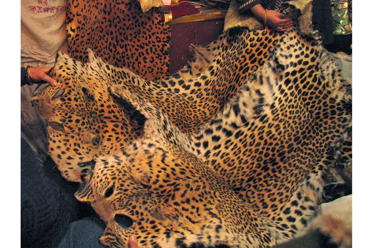 Leopard skins for sale in China