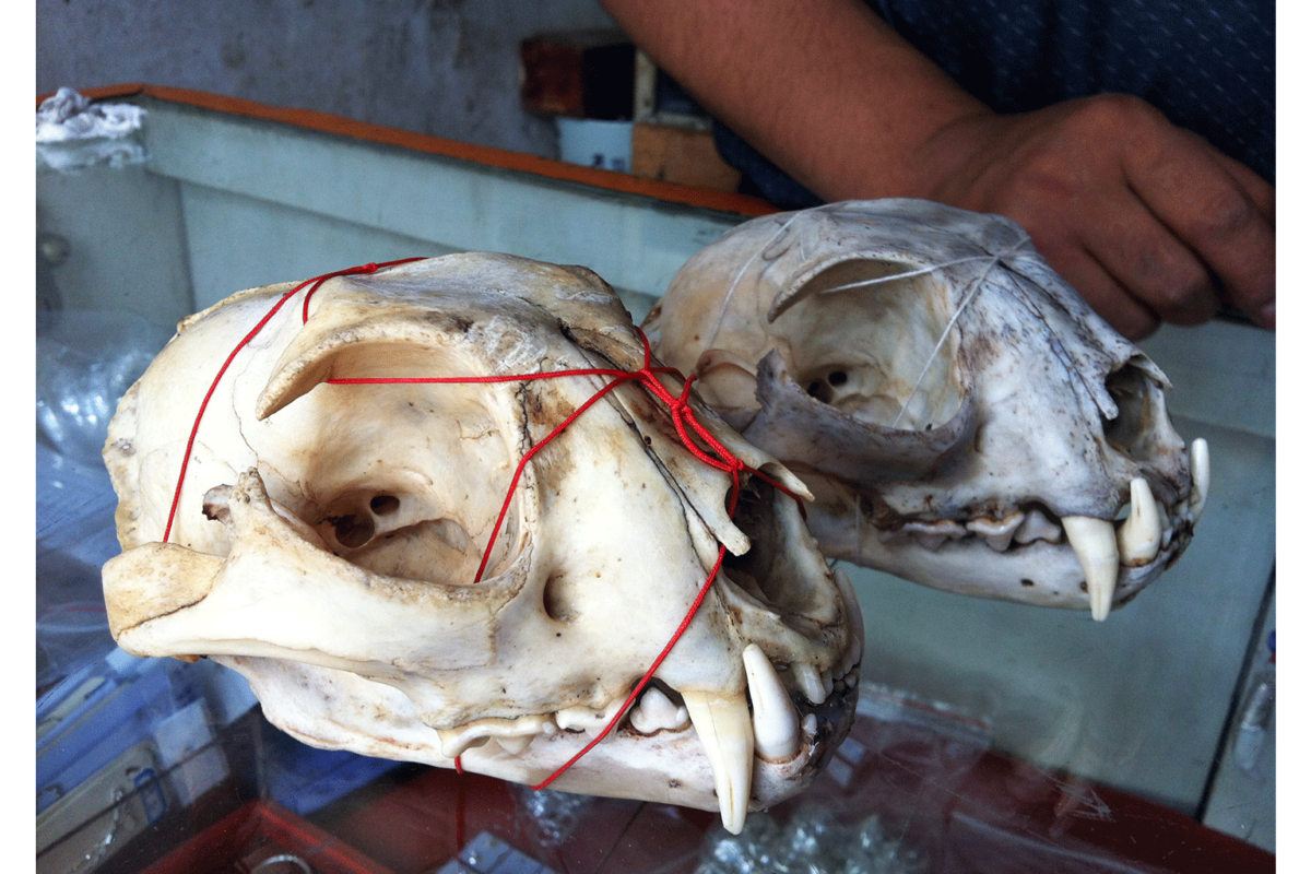 leopard-skull
