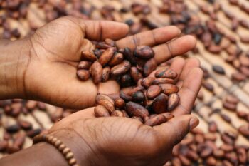 Drying cacao beans before crushing them.
