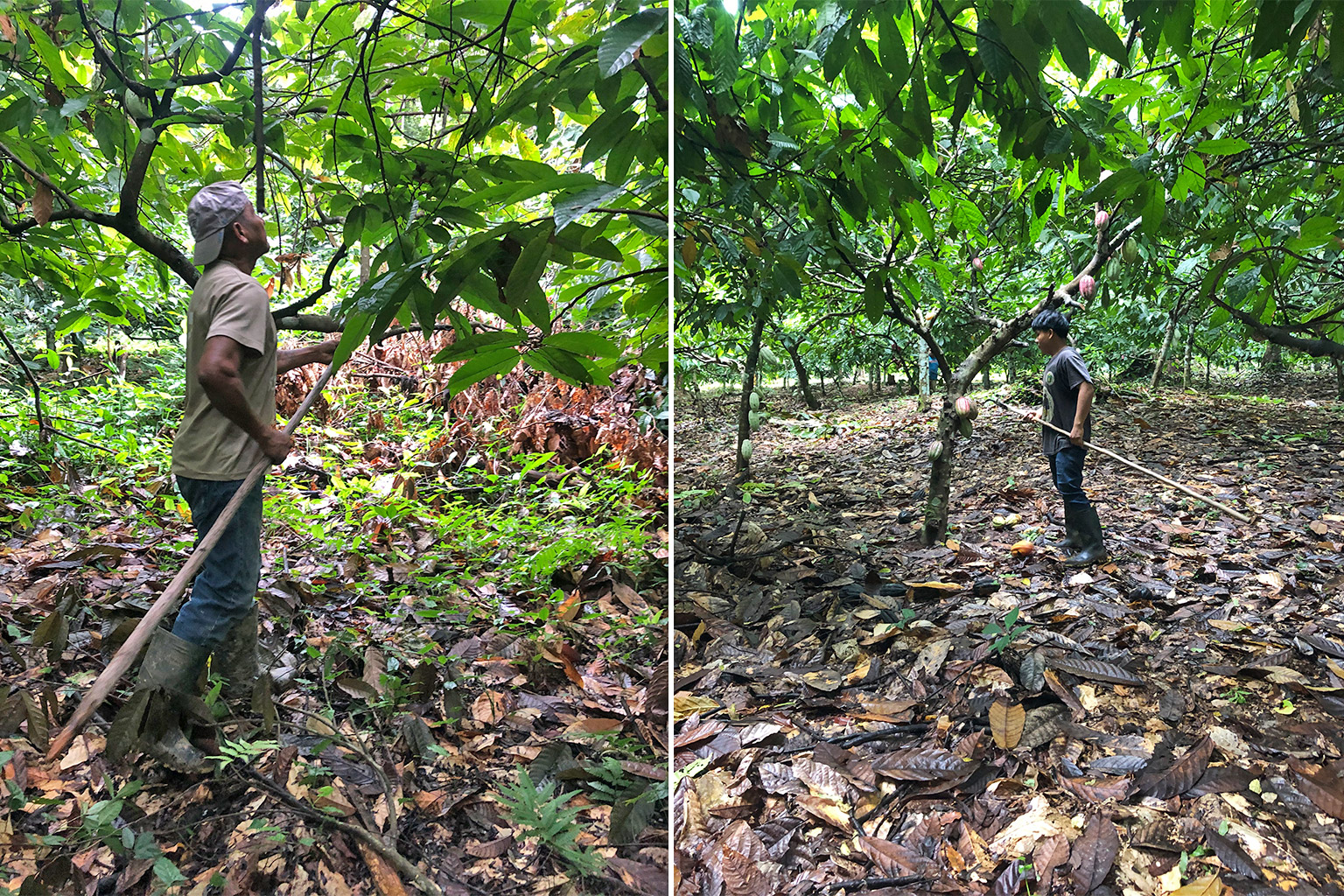 Harvesting cacao in the Maya Mountain North Forest Reserve (MMNFR) agroforestry concession in May 2025.