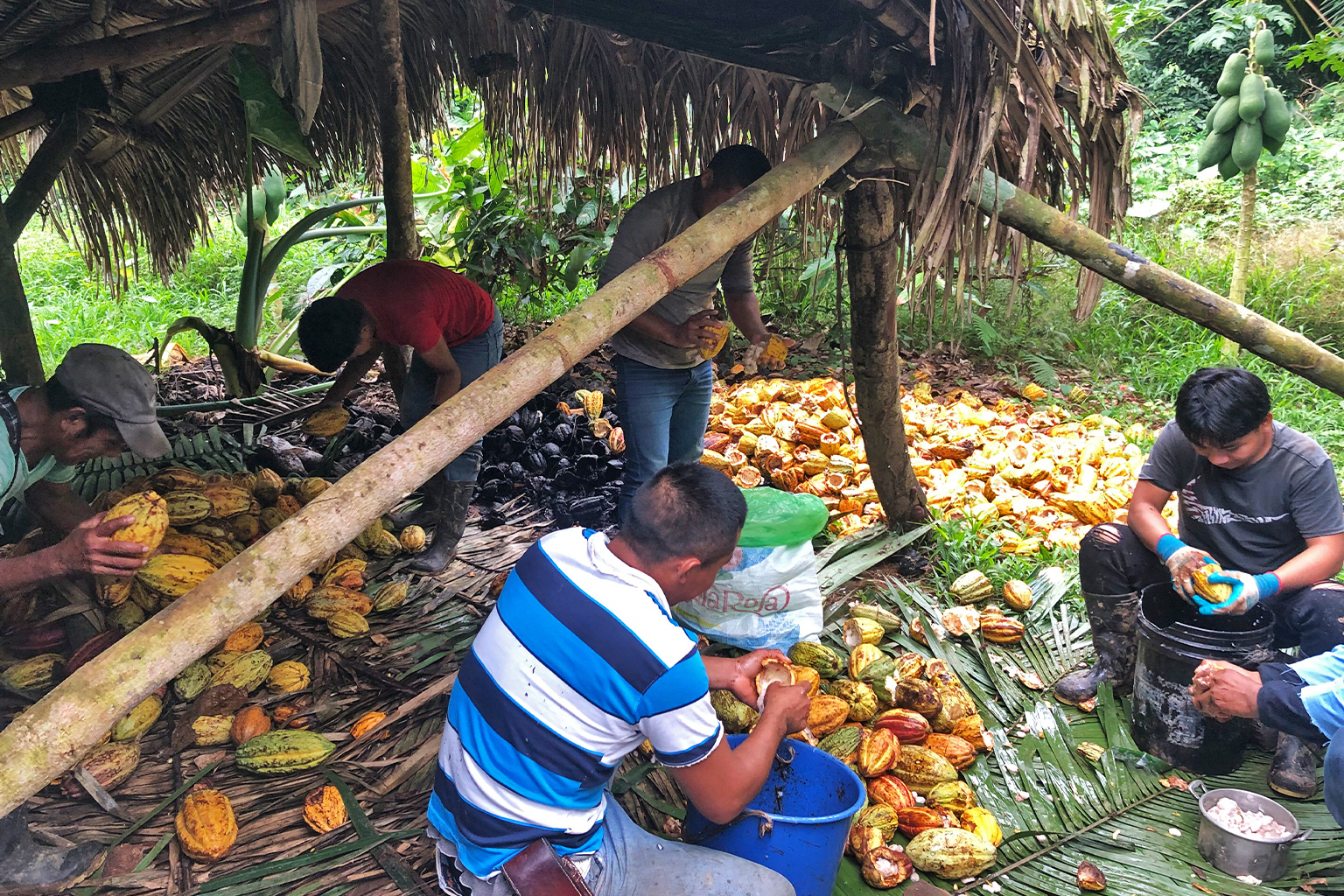 Members of Trio Farmers Cacao Growers break open the pods and separate the cacao beans from the white flagrant flesh.