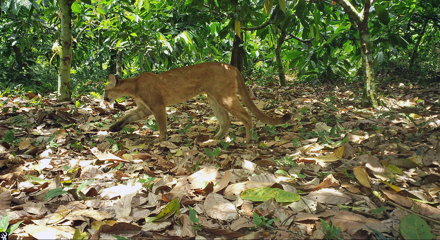 A puma (puma concolor) captured on a camera trap, at midday, inside the MMNFR cacao agroforestry concession.