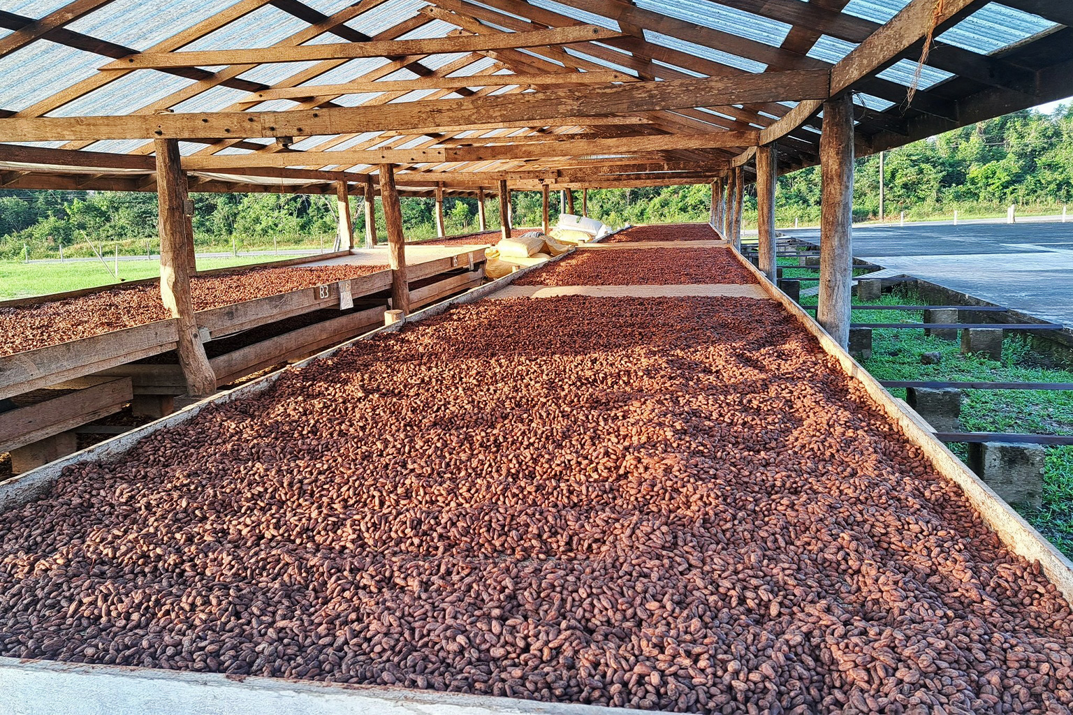 Post harvest processing at Maya Mountain Cacao central facility.