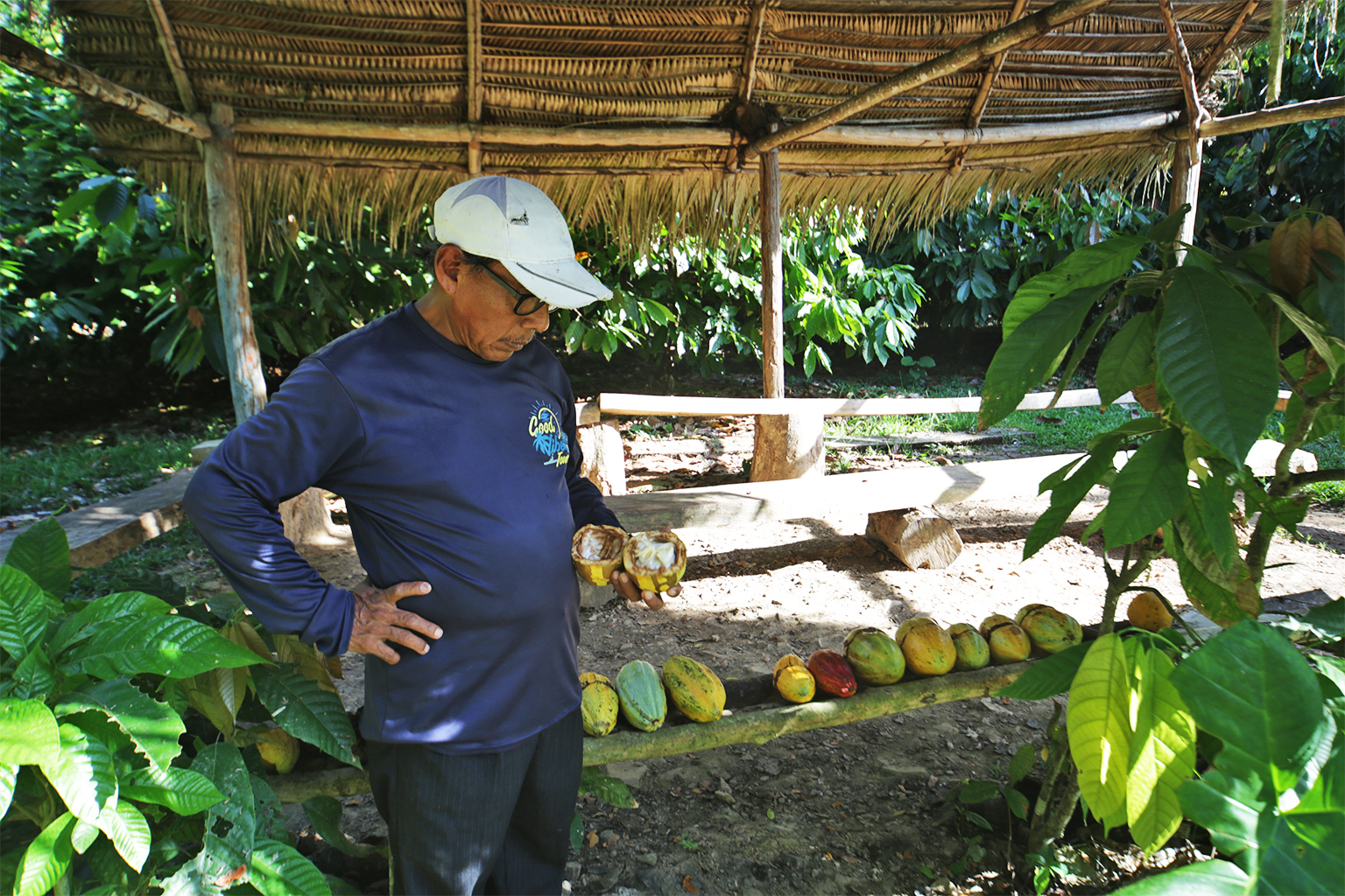Narciso Saqui lays out different varieties of cacao for a Che’il Mayan Chocolate farm tour.