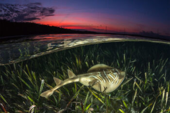A ray swims over seagrass in Australia.