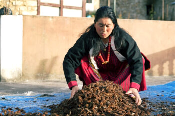 Why is star anise disappearing from northeastern India?
