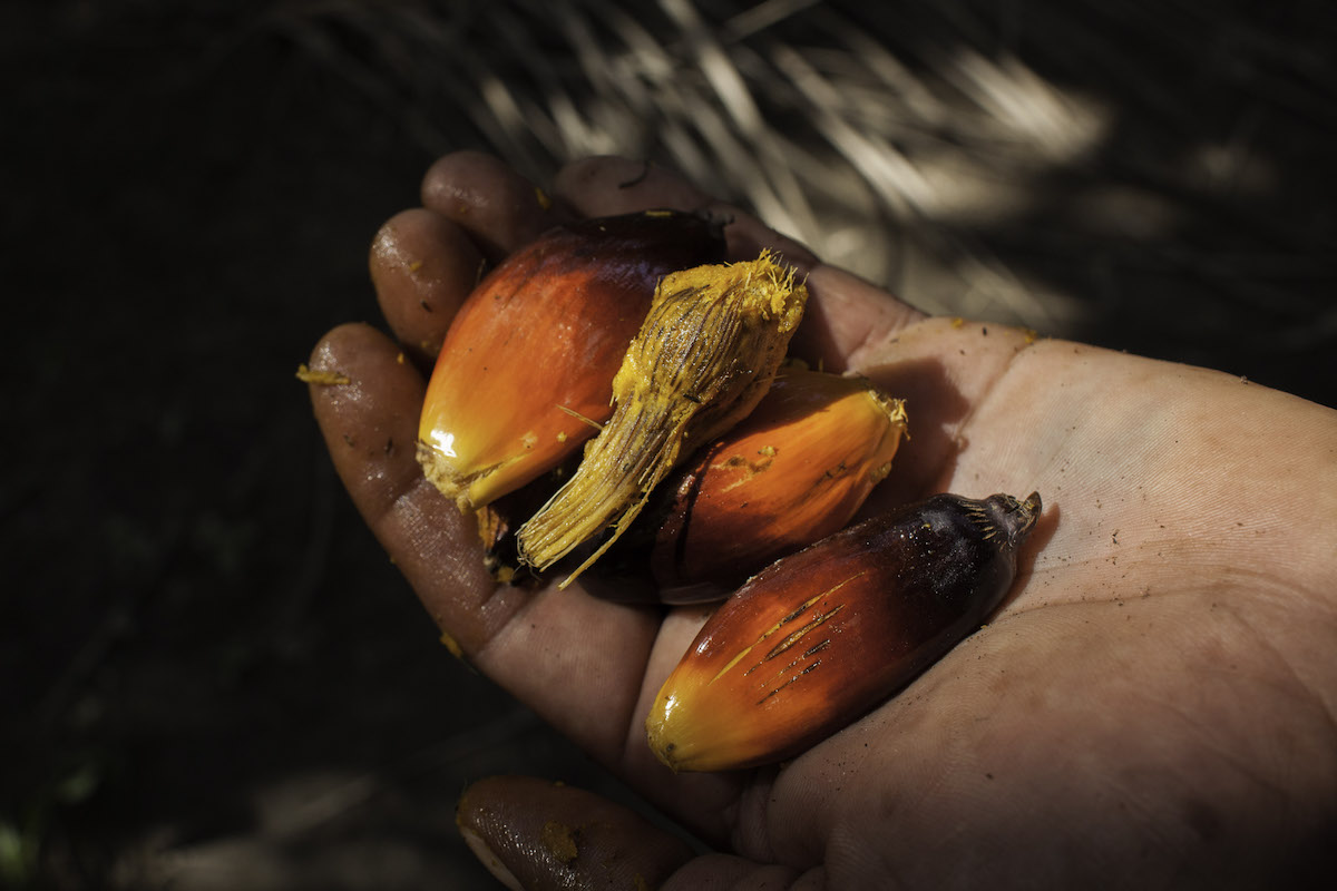 African oil palm fruit. Image by Moysés Zúñiga Santiago.