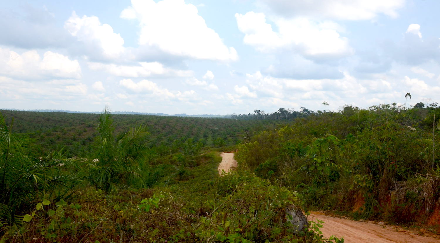 Oil palm plantations in Ucayali, one of the regions with the largest oil palm cultivation area. Image by Yvette Sierra Praeli.