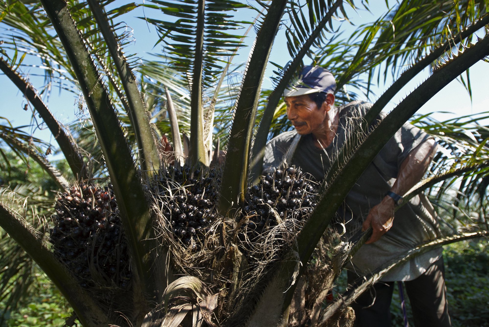 There are approximately 100,000 hectares (247,105 acres) of oil palm plantations in Peru. Image by Thomas Muller.
