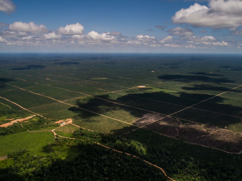 The new regulation aims to increase oil palm production. Image by Mongabay.