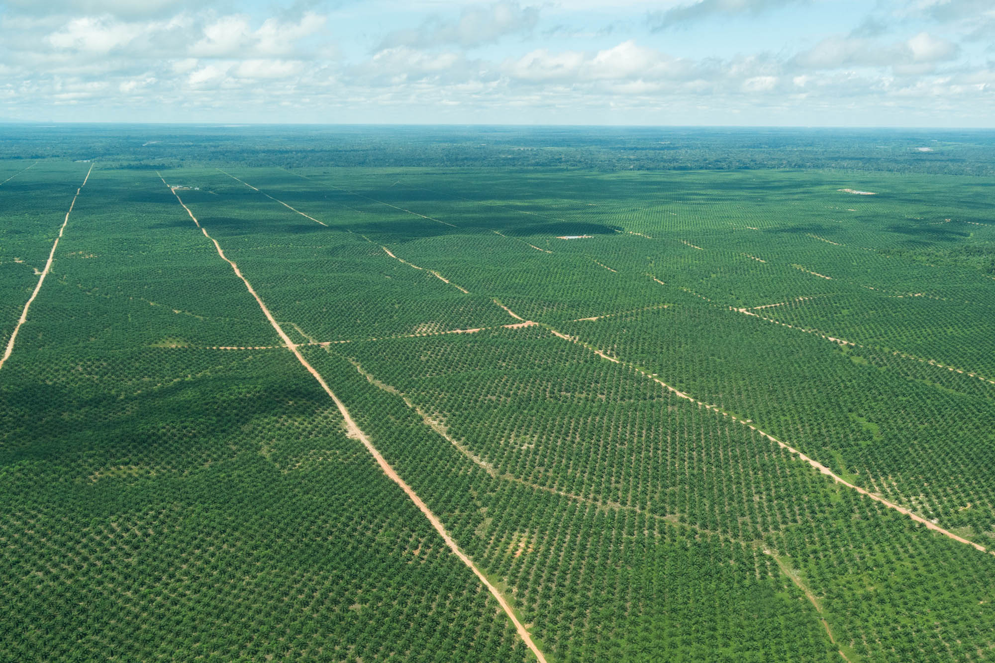Large expanses of oil palm trees in the Peruvian Amazon. Image courtesy of the Environmental Investigation Agency.
