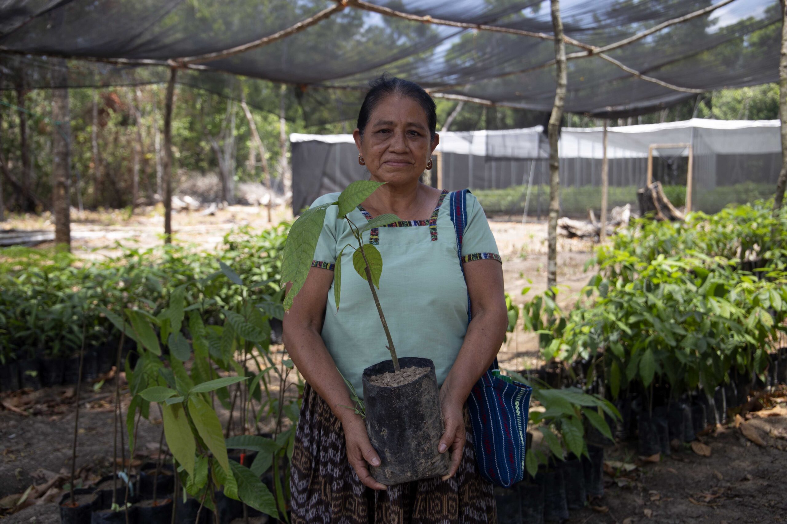 Rosa Mis showing a cacao plant seedling inside of Laguna nursery.