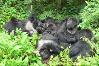 A family of mountain gorillas resting together, in Volcanoes National Park, Rwanda. Resting in physical contact is an indicator of close social relationships and tolerance in gorillas. Image credit: Dian Fossey Gorilla Fund.