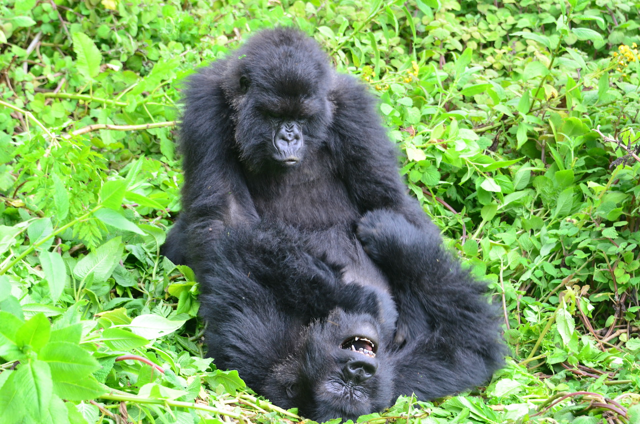 Two subadult female mountain gorillas play together in Volcanoes National Park, Rwanda. Image credit: Dian Fossey Gorilla Fund.