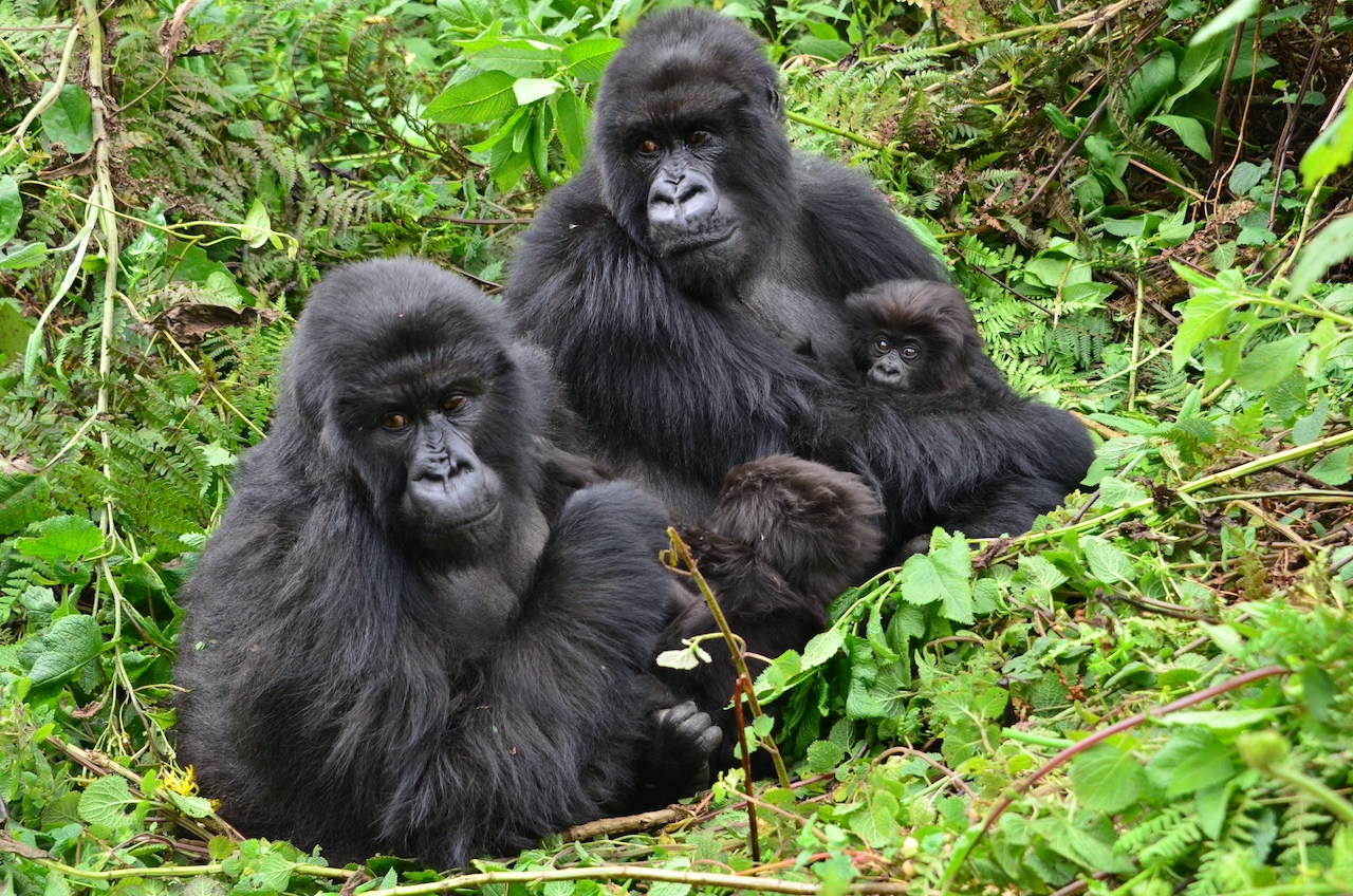 Three generations of mountain gorillas sitting together. Gutangara holding her infant daughter, next to her adult daughter Shishikara and grandson Kira. Image credit: Dian Fossey Gorilla Fund.