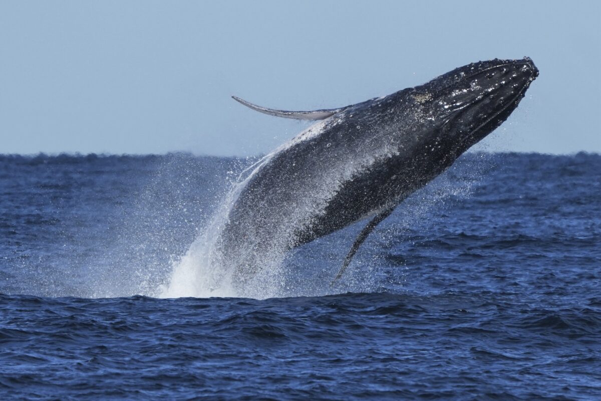 Global tracking study reveals marine megafauna hotspots lie largely unprotected