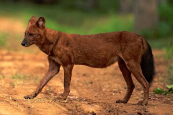A dhole in India.