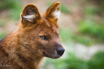 The endangered dhole is also known as the Asiatic wild dog.