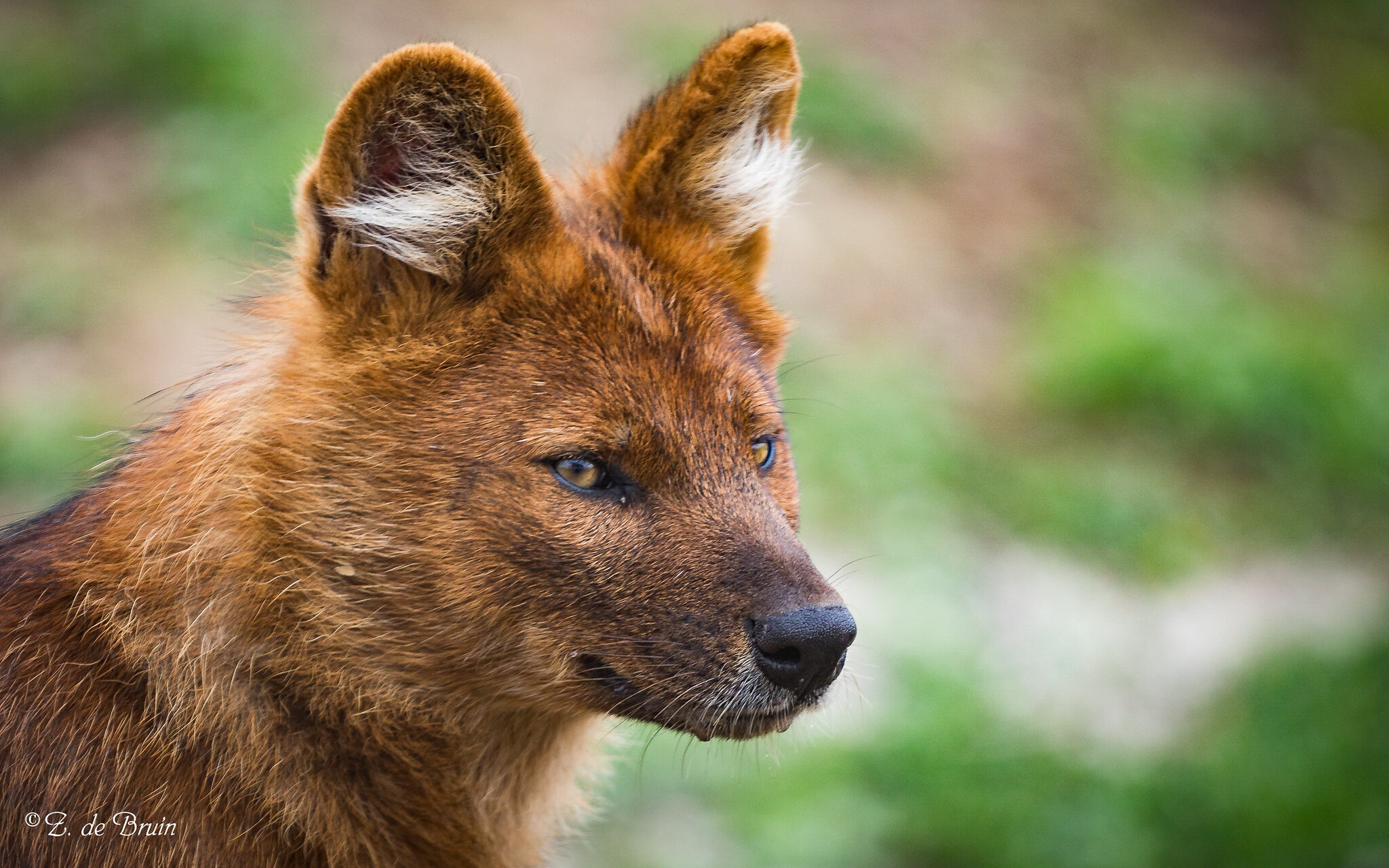 The endangered dhole is also known as the Asiatic wild dog.