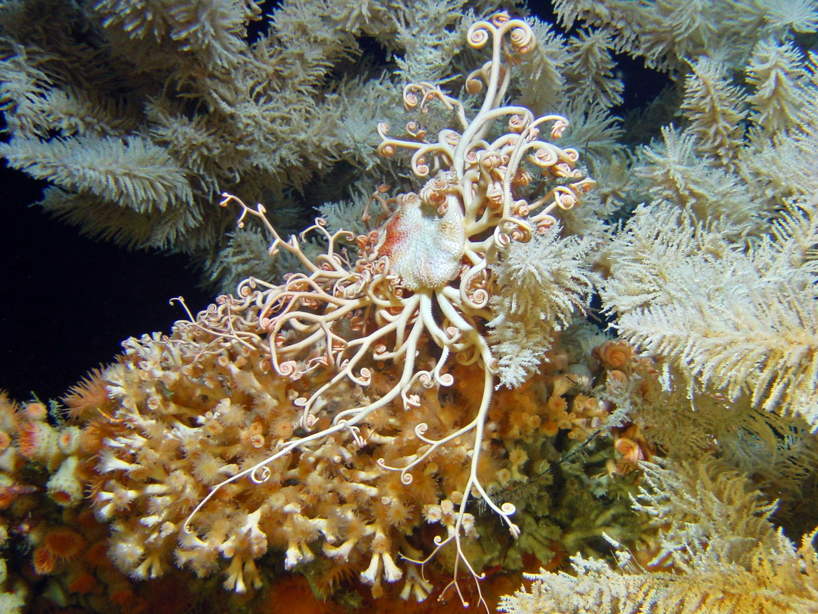 First-ever assessment highlights threats to Atlantic cold-water corals – Mongabay