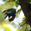 AnIndian pitta (Pitta brachyura)