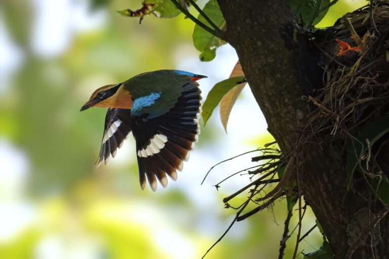 AnIndian pitta (Pitta brachyura)