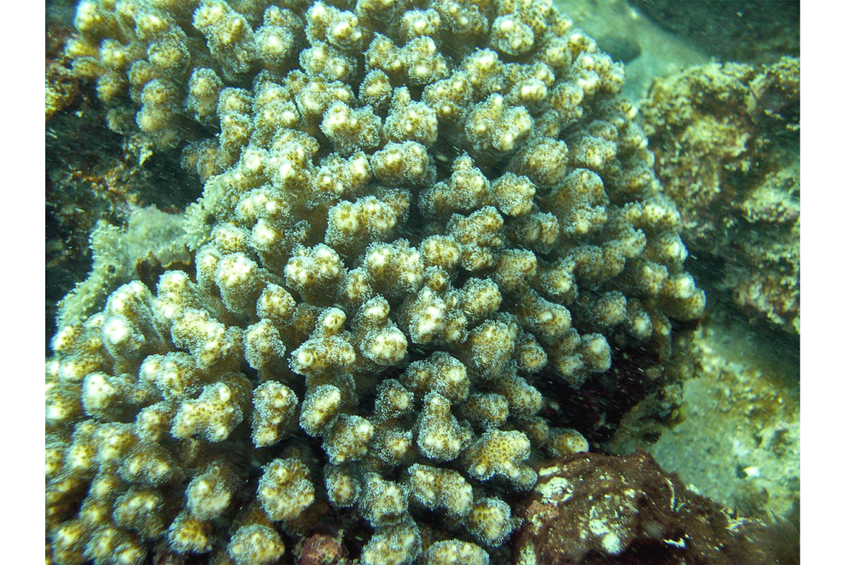 Pocilopora-damicornis-species-of-coral-at–Astola-Island.-Photo-by-Dr-Amjad-Ali
