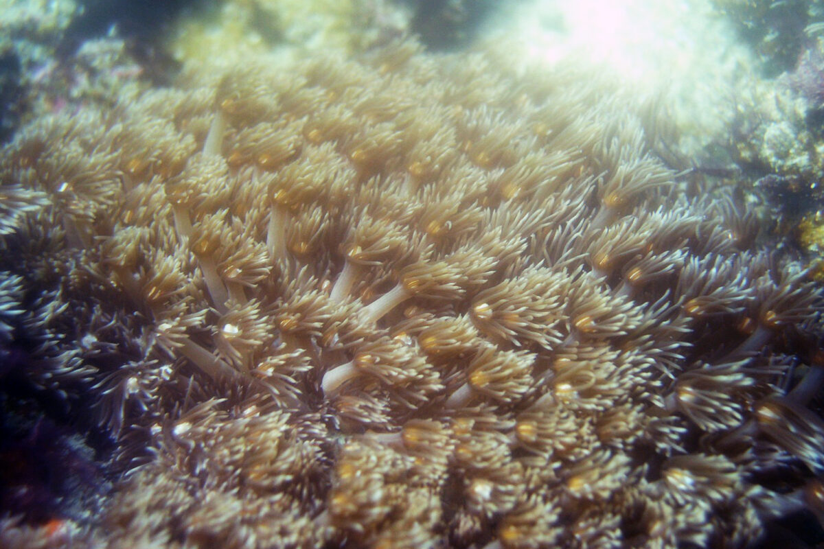 A-view-of-goniopora-cf.-savignai-at-Astola-Island.-Photo-by-Dr-Amjad-Ali