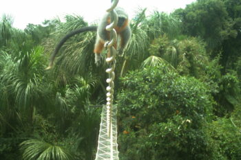 The critically endangered Alta Floresta Titi monkey (Plecturocebus grovesi) crossing one of the bridges in February 2025. Image courtesy of NZCBI.
