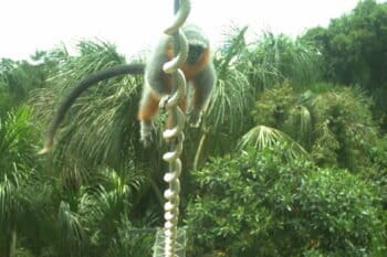 The critically endangered Alta Floresta Titi monkey (Plecturocebus grovesi) crossing one of the bridges in February 2025. Image courtesy of NZCBI.