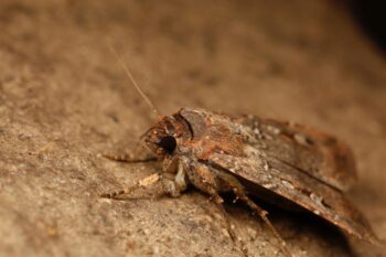 Australia's iconic Bogong moths migrate twice a year guided by stars and the Milky Way. Image courtesy of Ajay Narendra, Macquarie University.