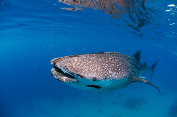 Banner image of a whale shark in Tubbataha Reefs by © Steve De Neef.